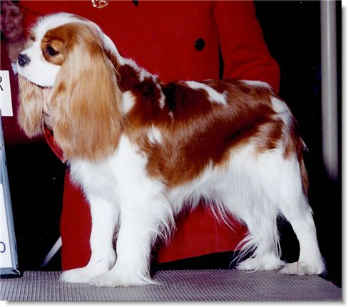 Ch. Flying Colors Cadillac CTS - Cadillac