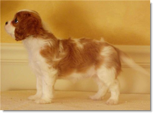 Ch. Flying Colors Cadillac CTS - Cadillac