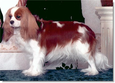 Ch. Flying Colors Cadillac CTS - Cadillac