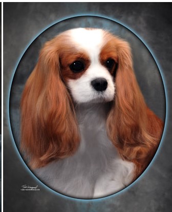 Ch. Flying Colors Cadillac CTS - Cadillac