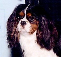 Ch. Hillwood Picture This - PT