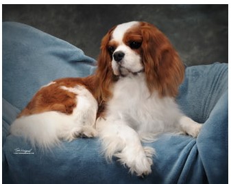 Ch. Winbury Ernest Hemingway - Windsor